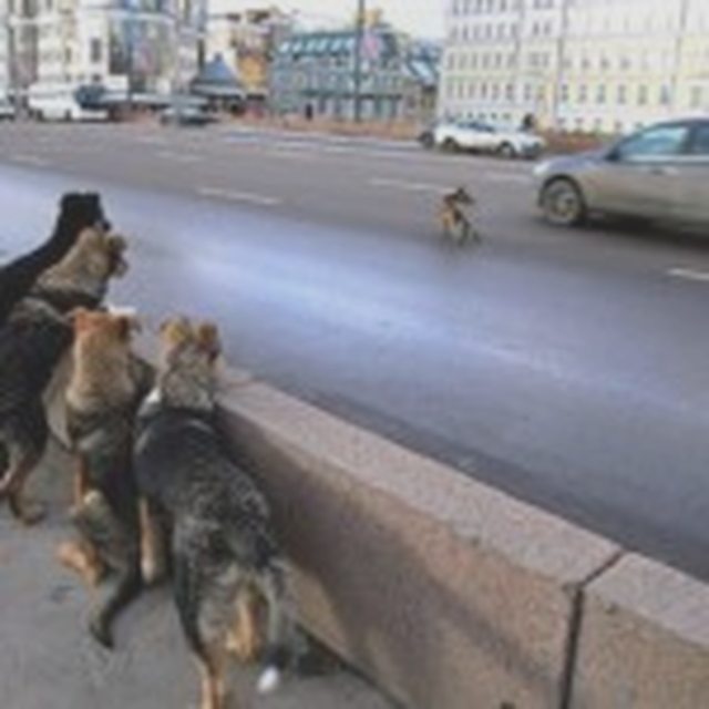 Оформление ДТП, Наша помощь